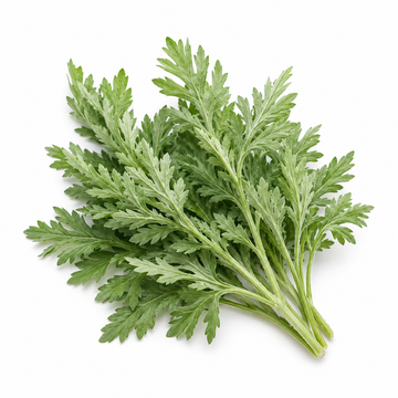 Wild-Harvested Wormwood