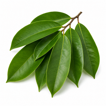 Soursop Leaf